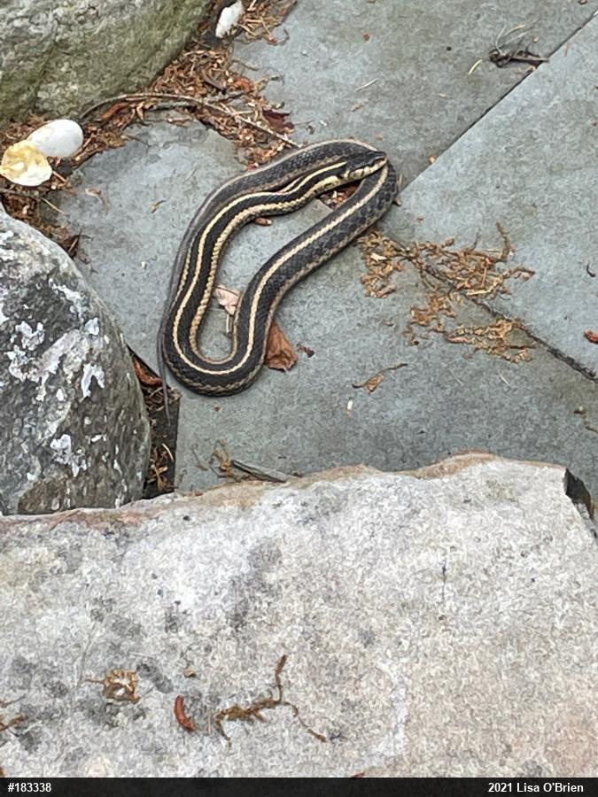 Eastern Gartersnake