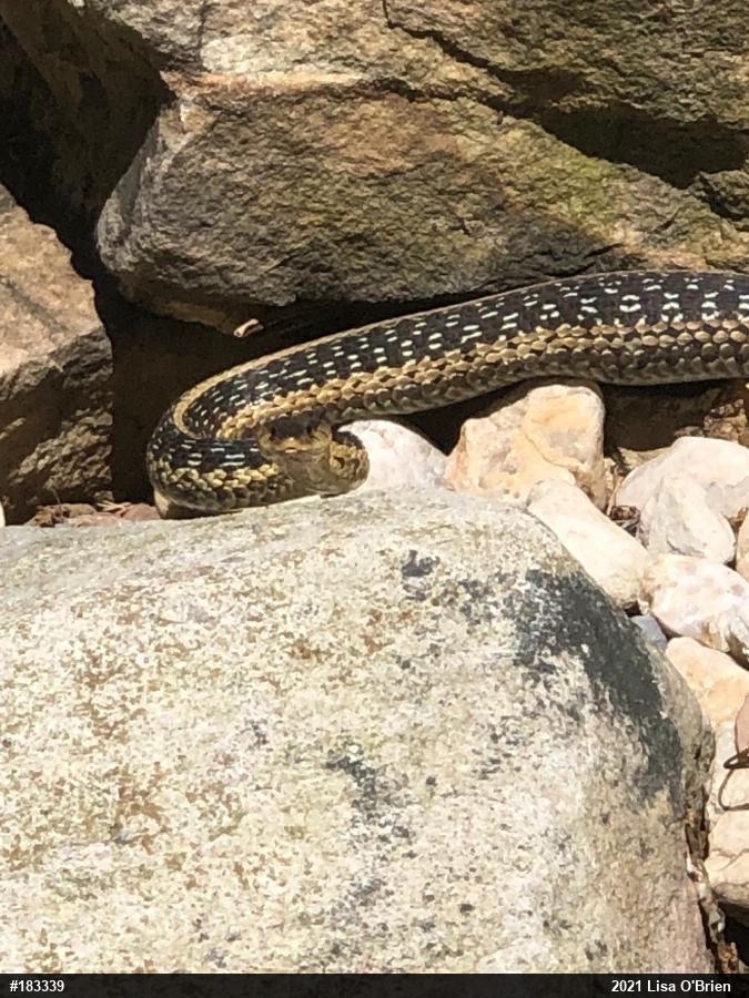 Eastern Gartersnake
