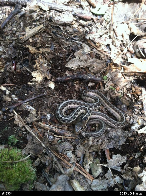 Eastern Gartersnake