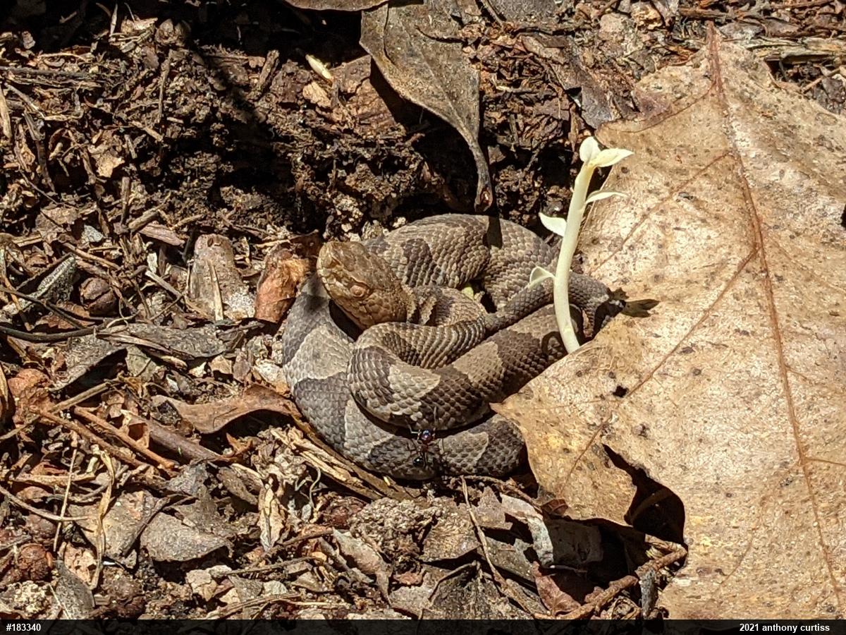 Northern Copperhead