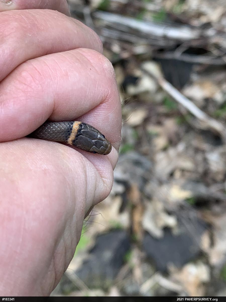 Northern Ring-necked Snake