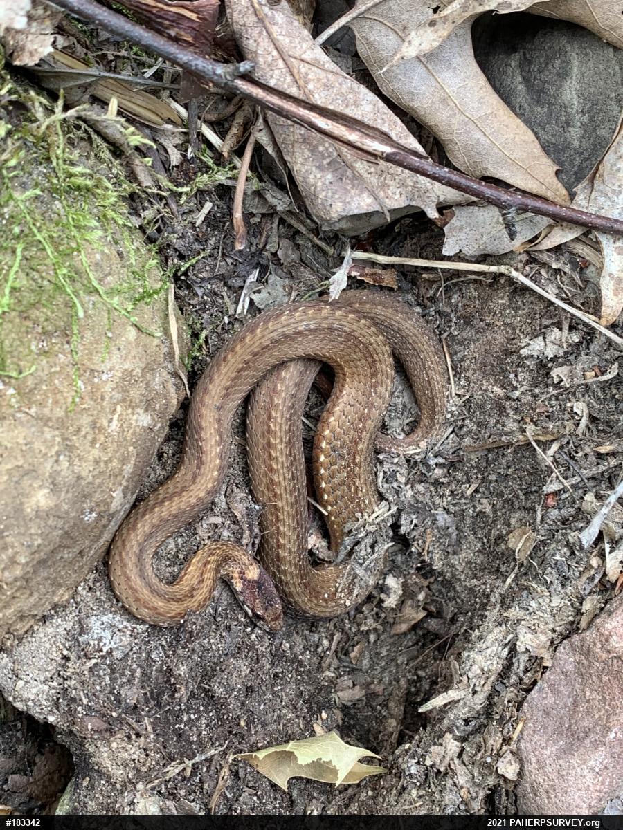 Red-bellied Snake
