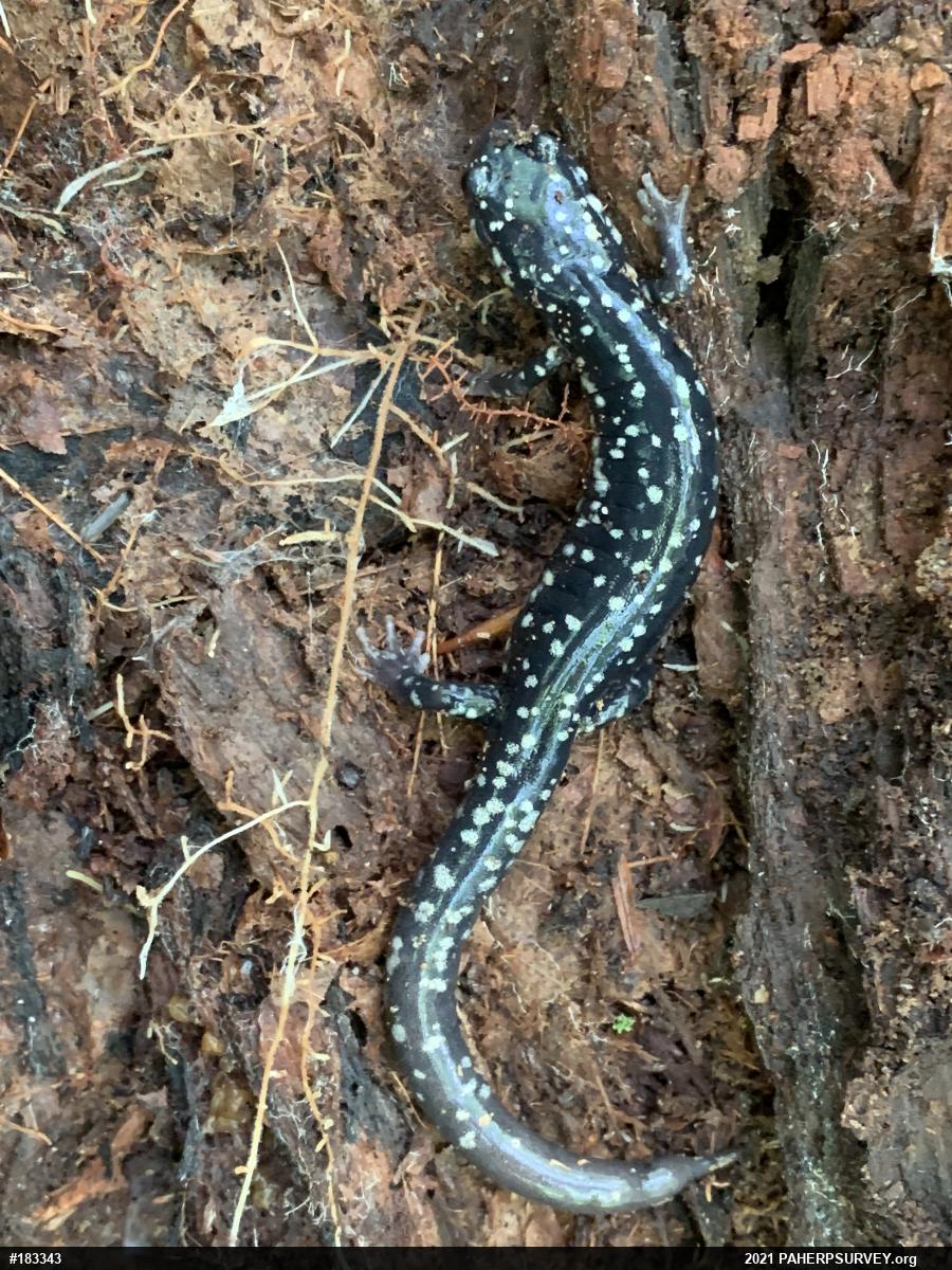 Northern Slimy Salamander