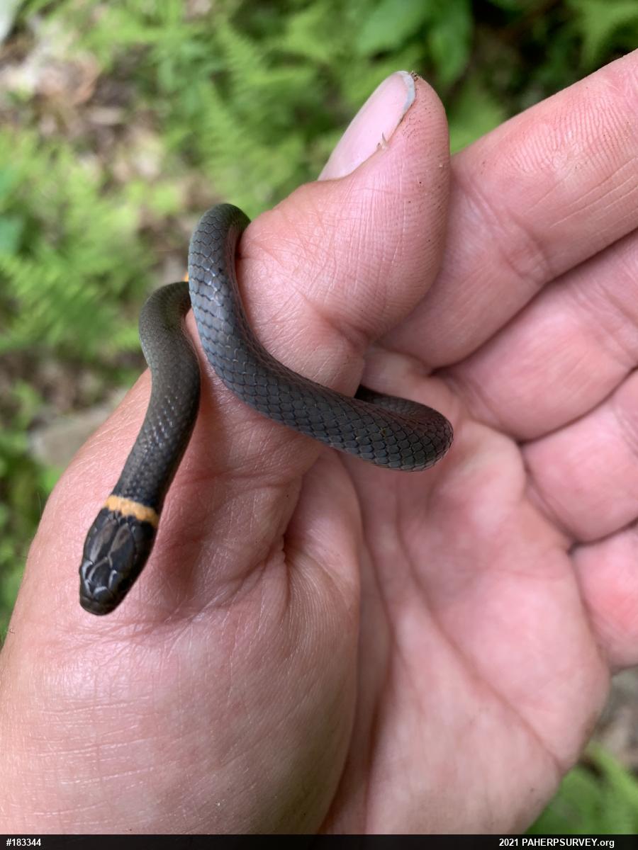 Northern Ring-necked Snake