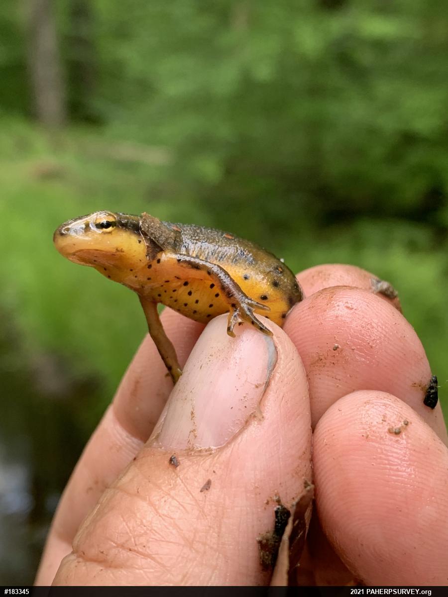 Red-spotted Newt