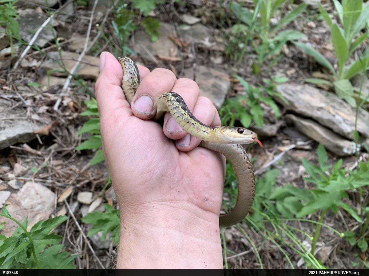 Eastern Gartersnake