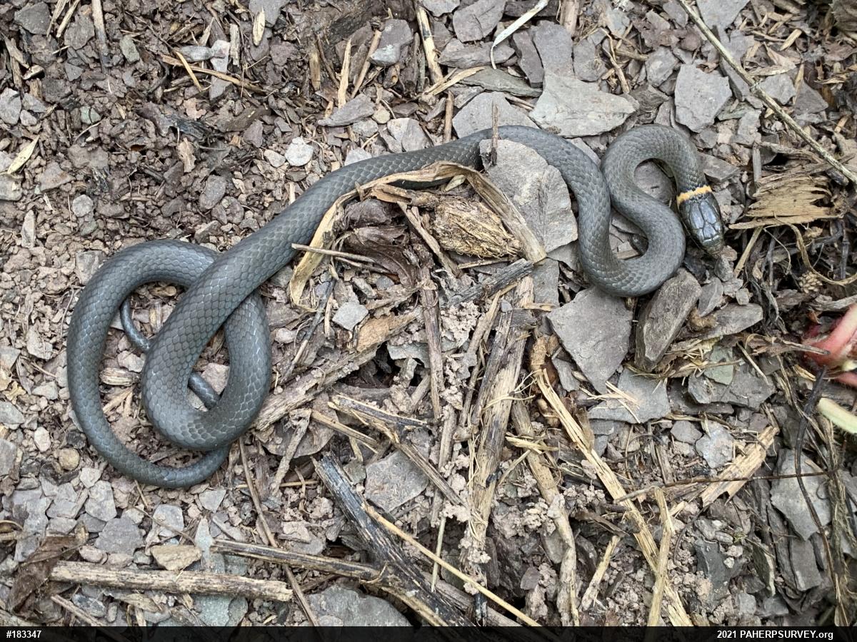 Northern Ring-necked Snake