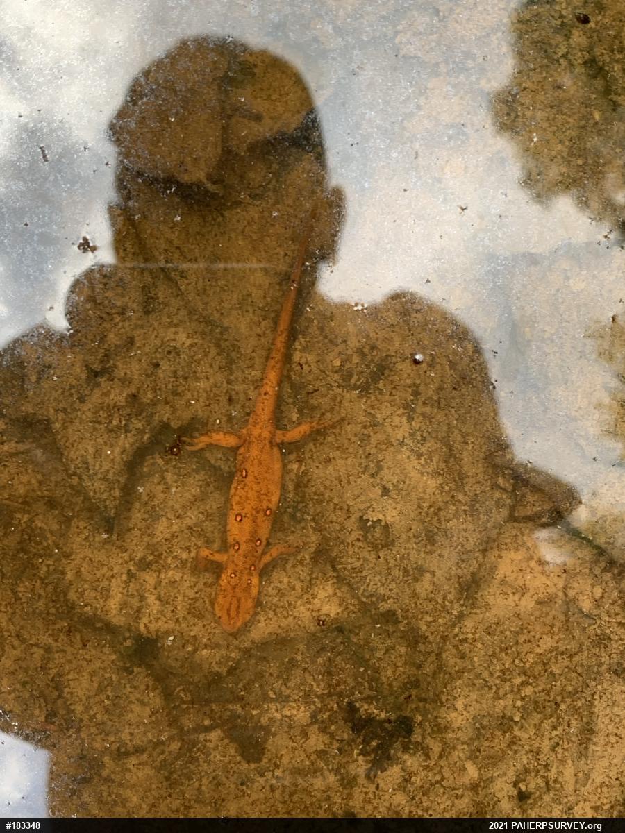 Red-spotted Newt