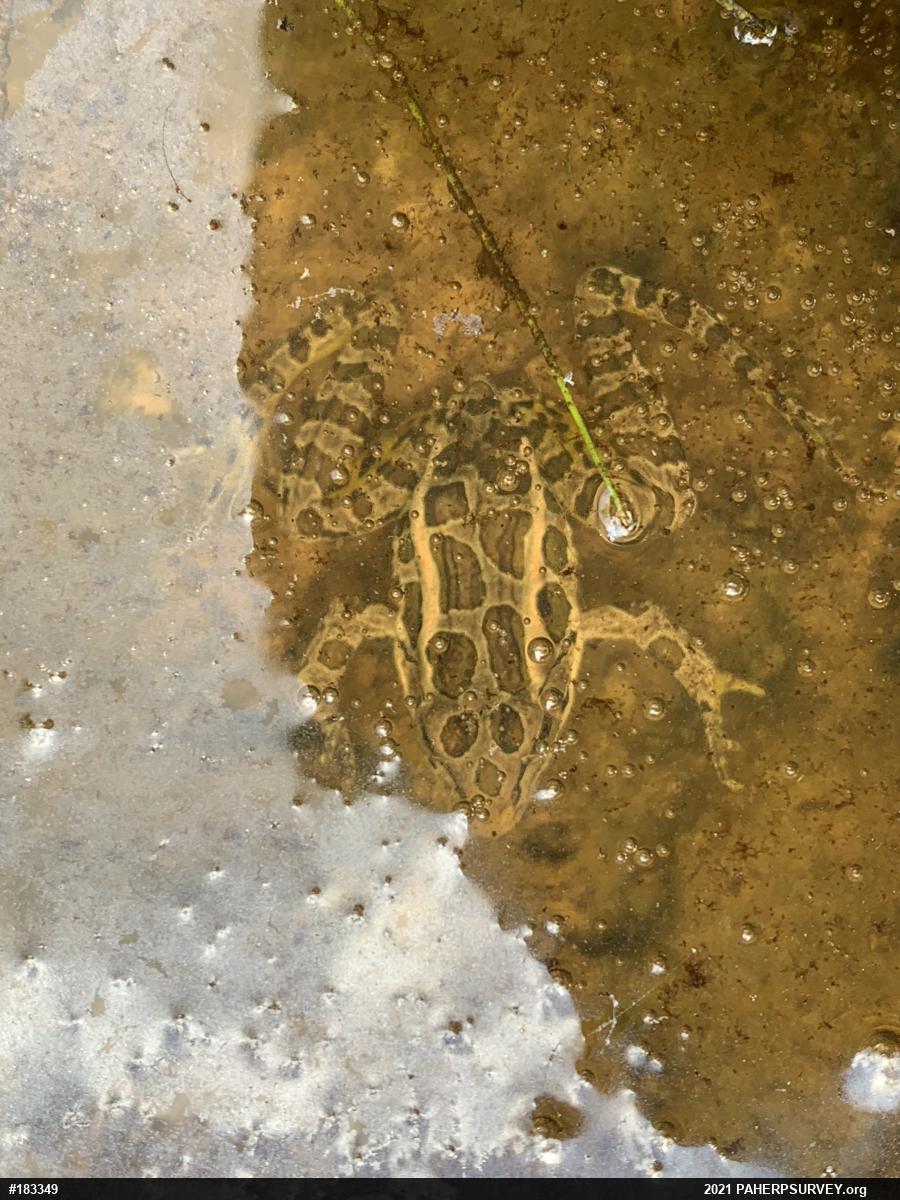 Pickerel Frog