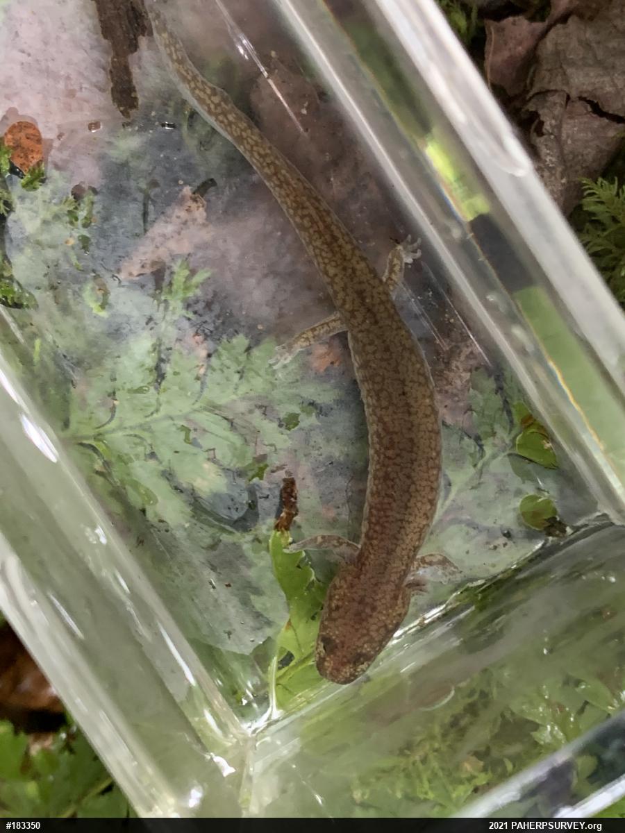 Northern Spring Salamander