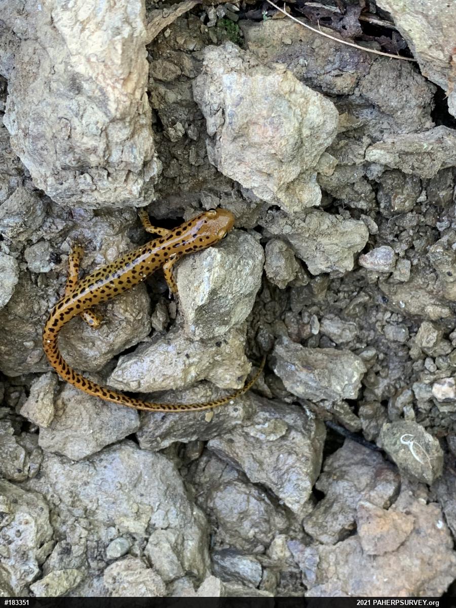 Eastern Long-tailed Salamander