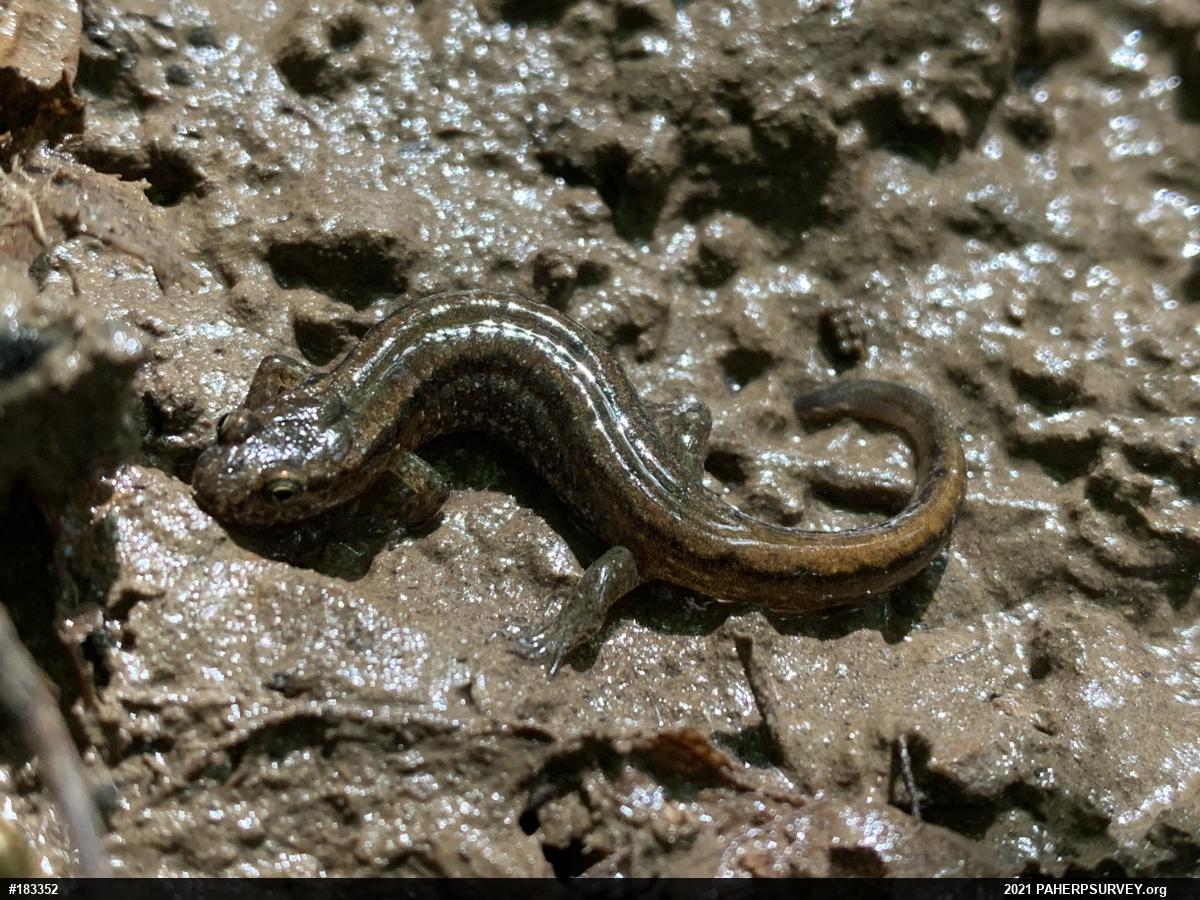 Northern Dusky Salamander