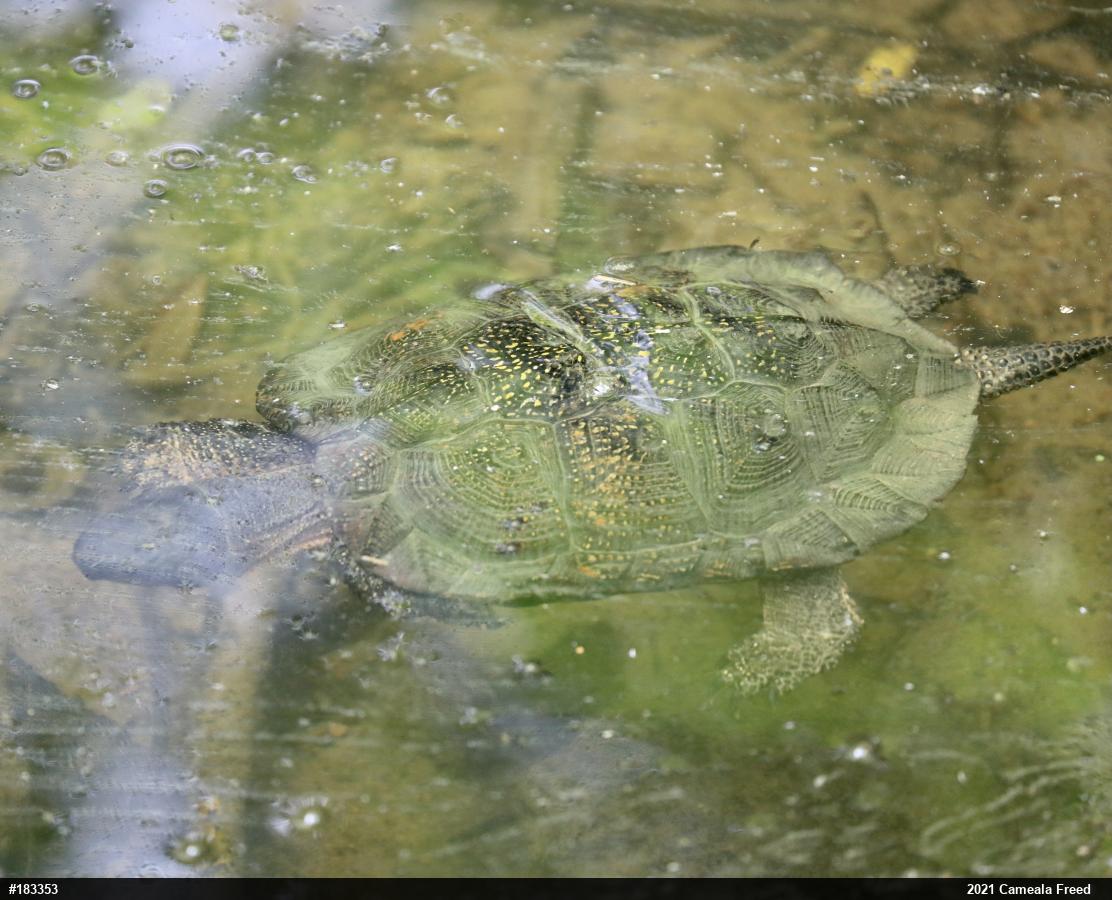 Wood Turtle