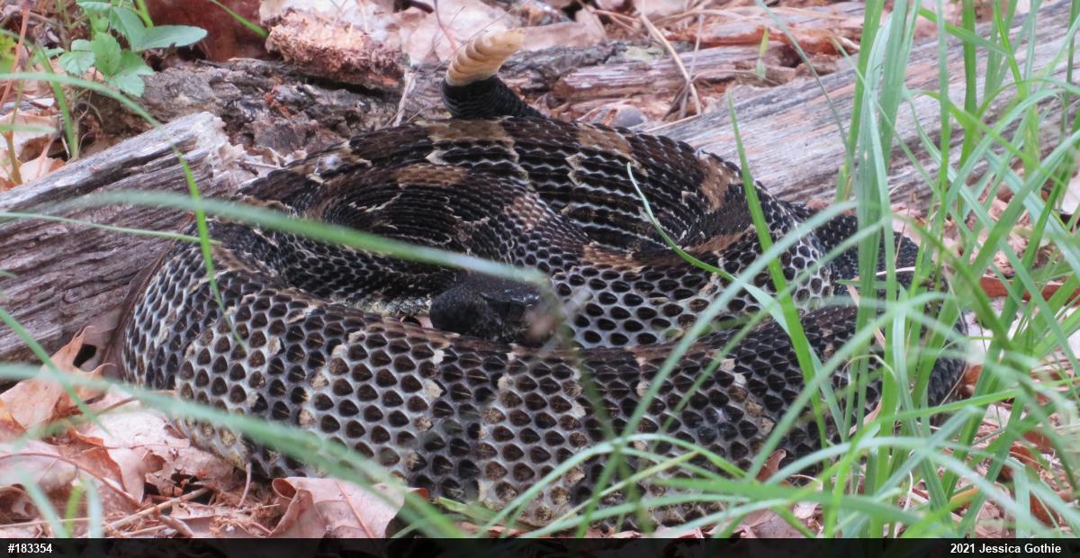 Timber Rattlesnake