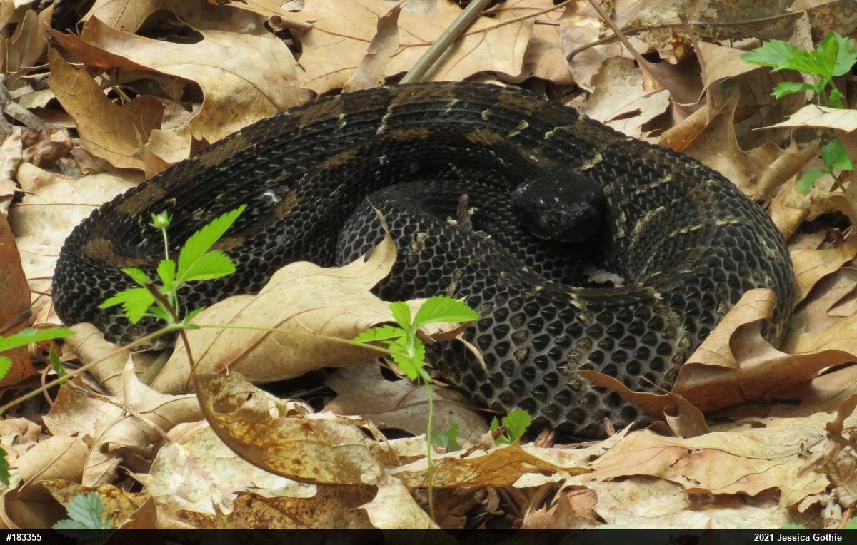 Timber Rattlesnake