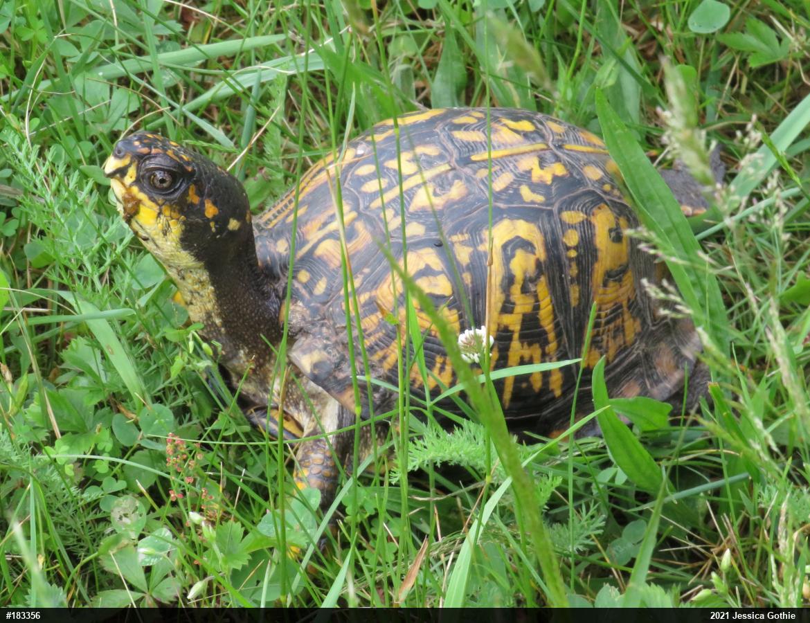 Eastern Box Turtle