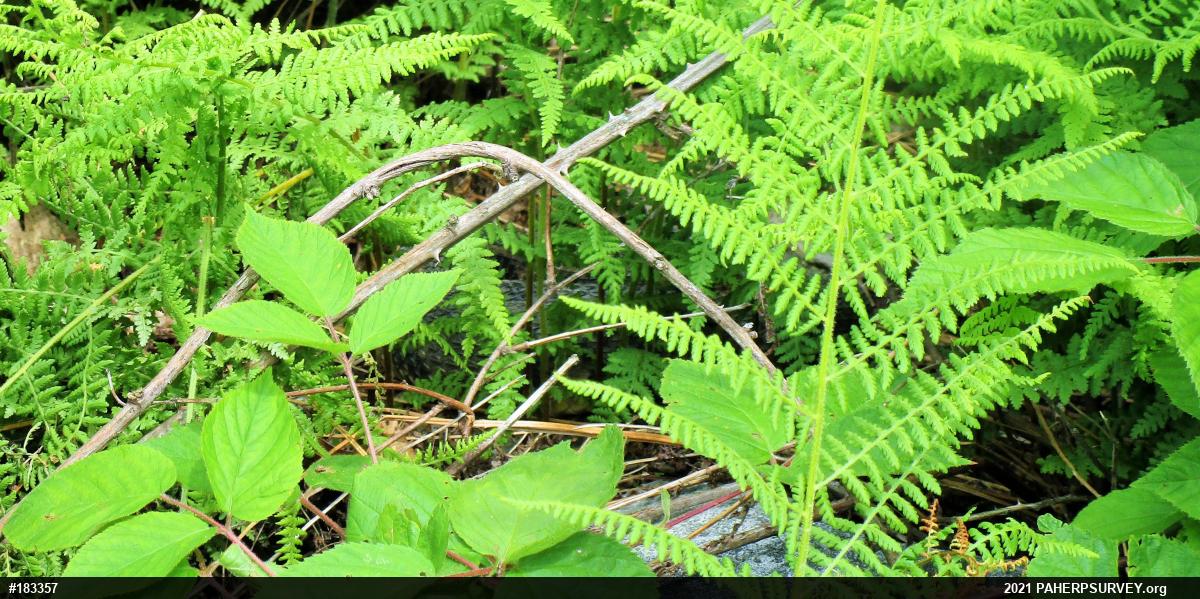 Timber Rattlesnake