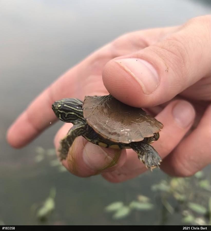Northern Map Turtle