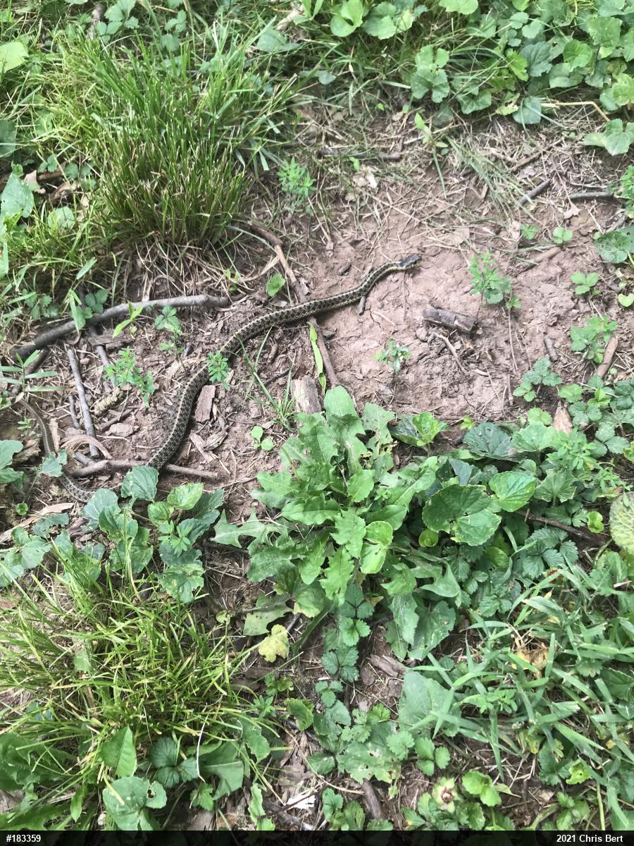 Eastern Gartersnake