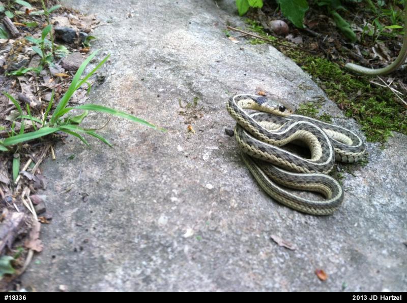Eastern Gartersnake