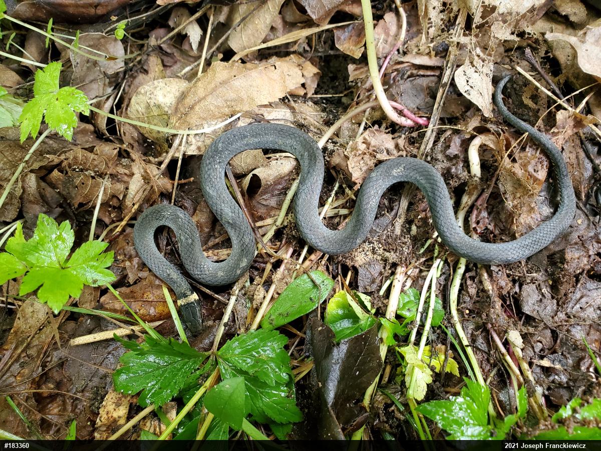 Northern Ring-necked Snake