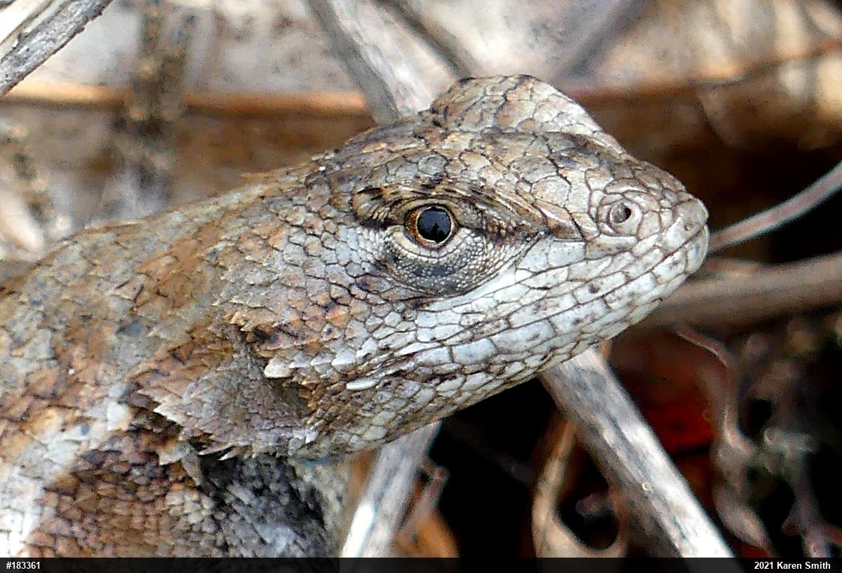Eastern Fence Lizard