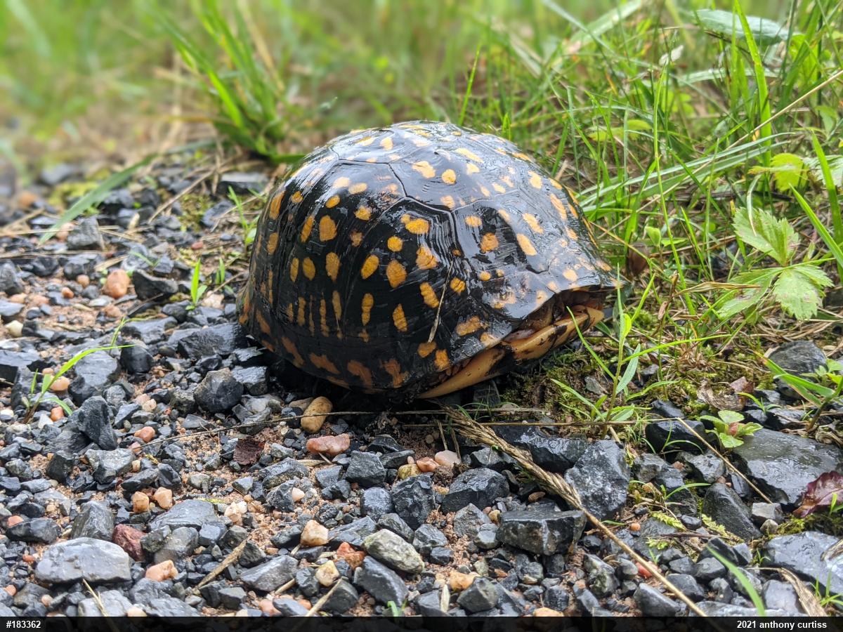 Eastern Box Turtle