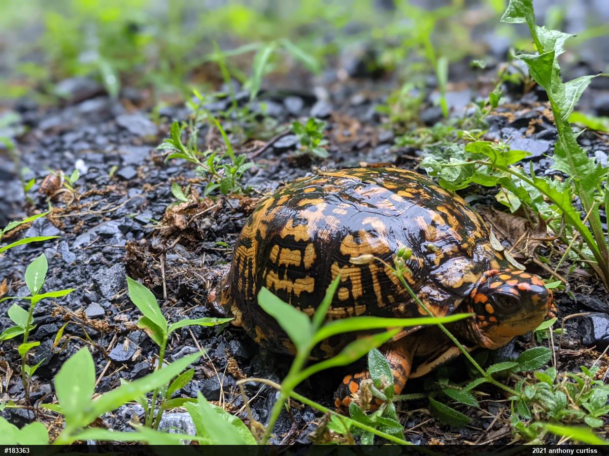 Eastern Box Turtle