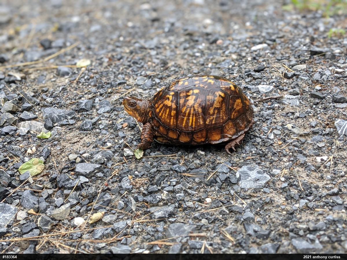 Eastern Box Turtle