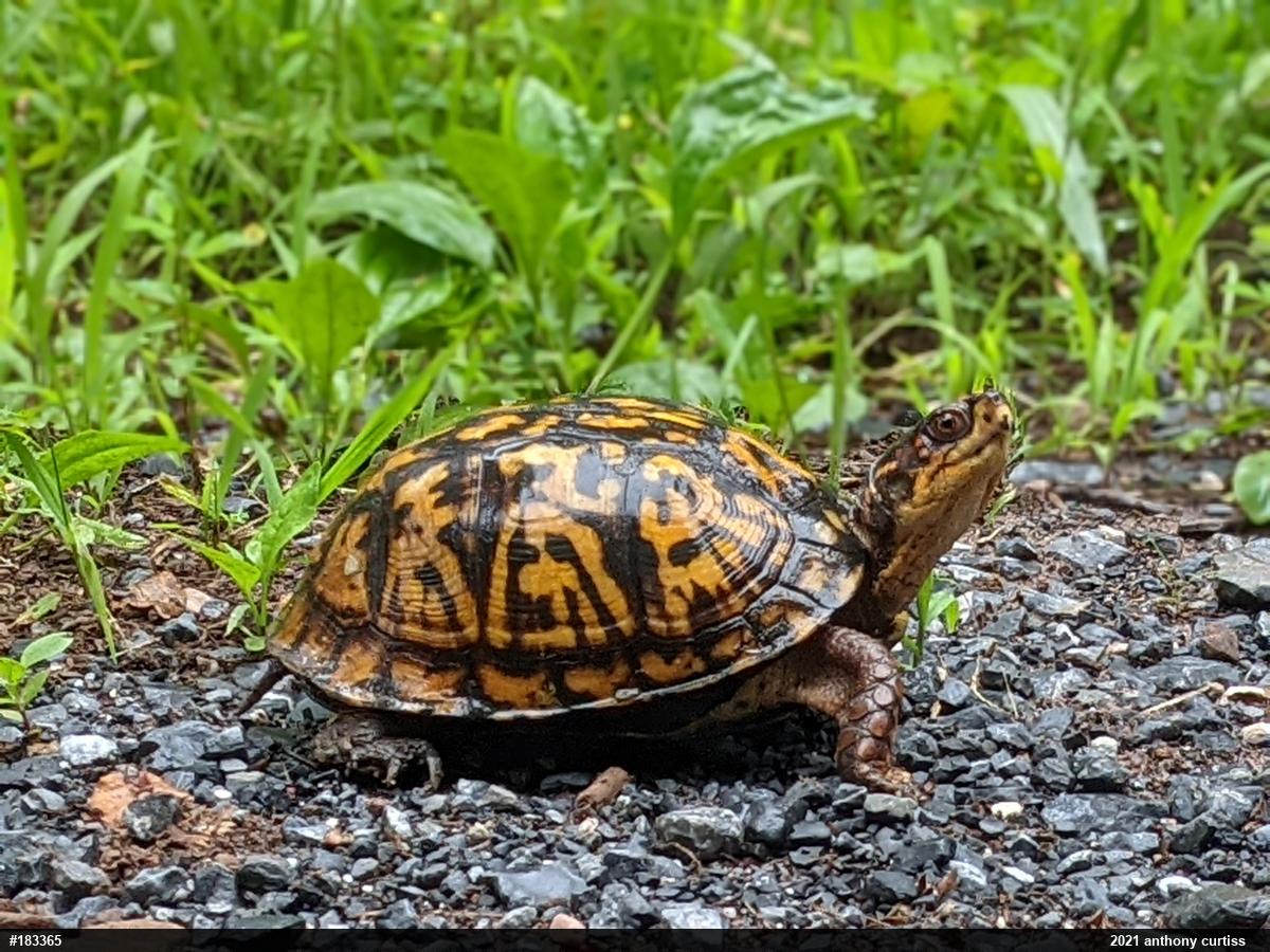 Eastern Box Turtle