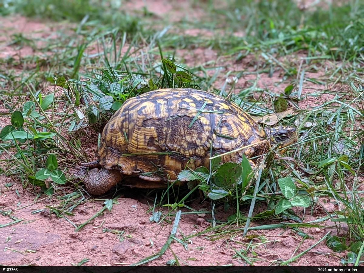 Eastern Box Turtle