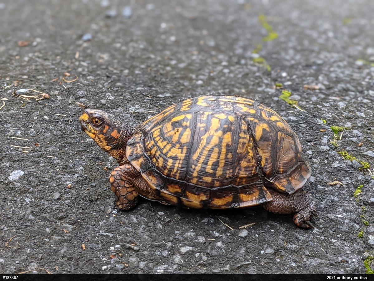 Eastern Box Turtle
