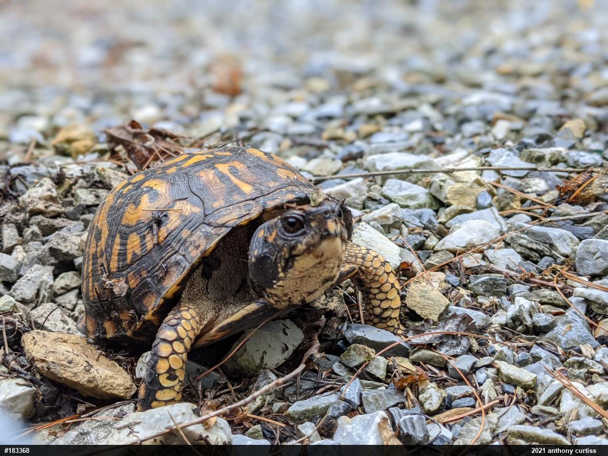 Eastern Box Turtle