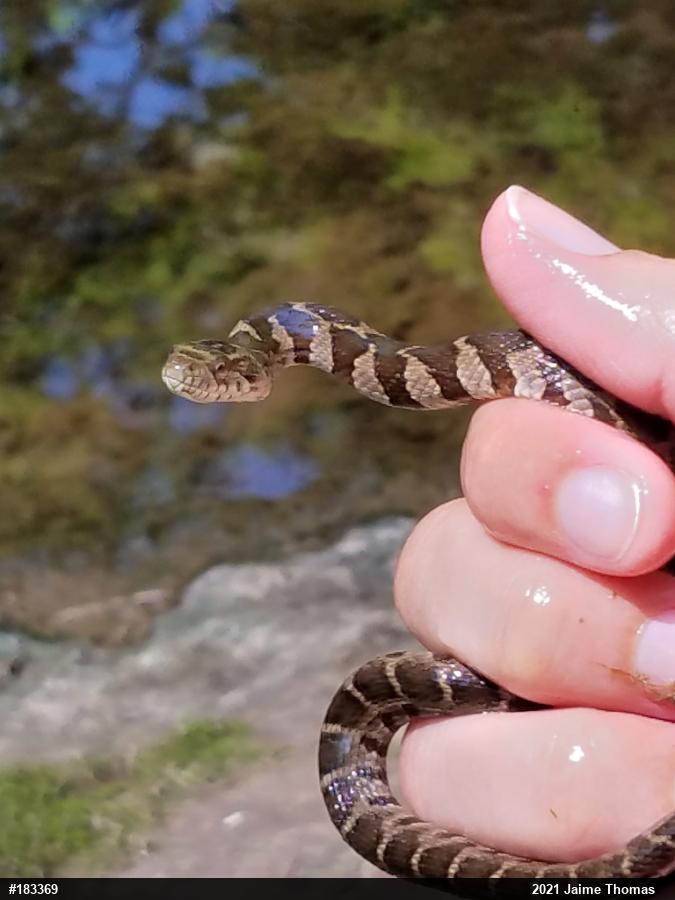 Northern Watersnake
