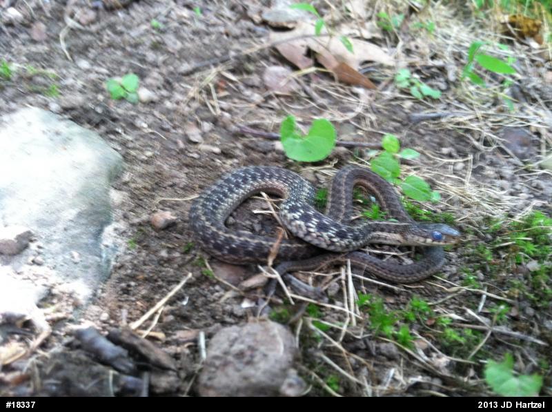 Eastern Gartersnake