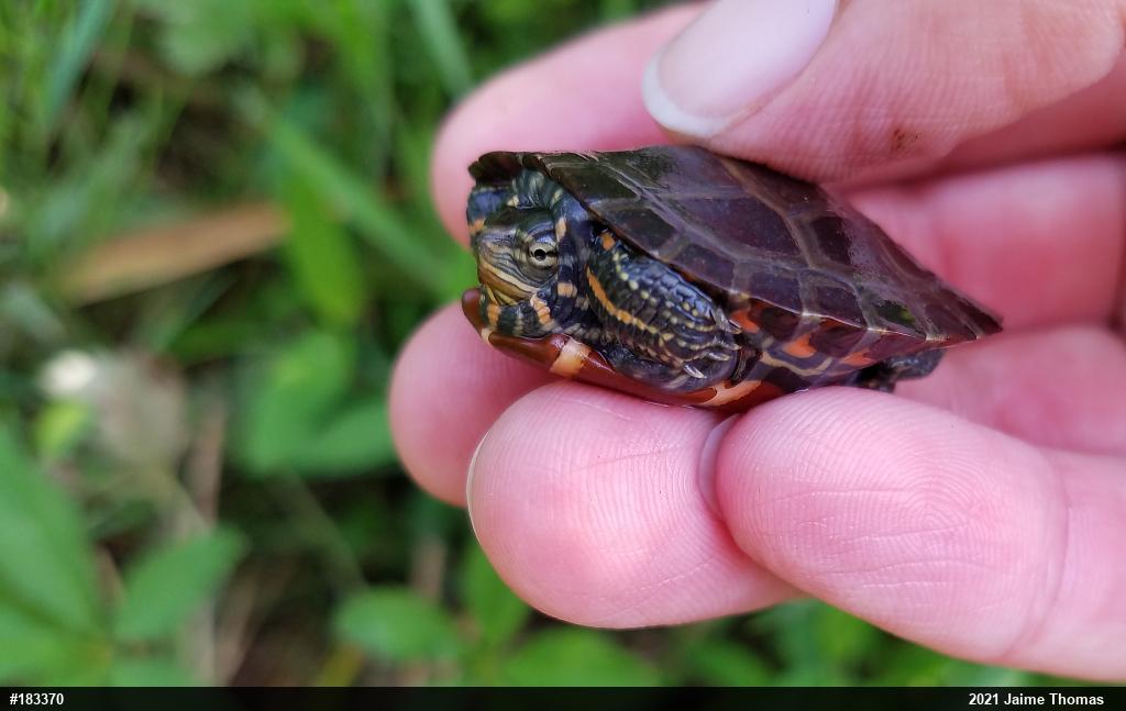 Eastern Painted Turtle
