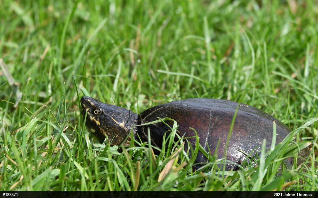 Eastern Musk Turtle