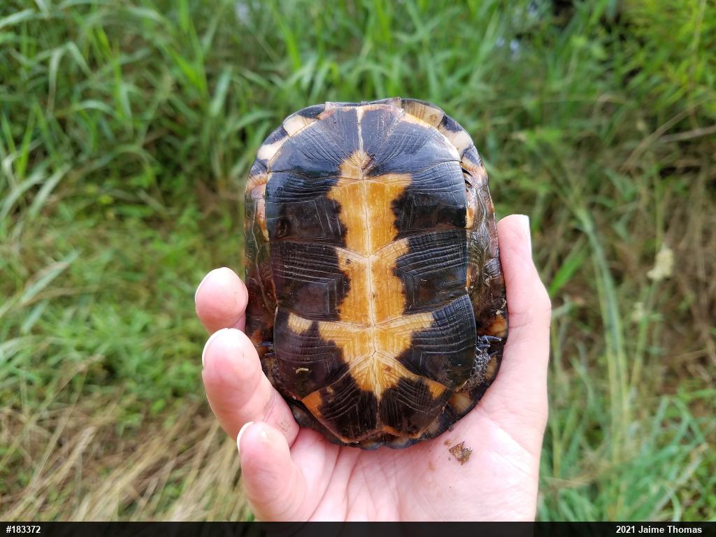 Spotted Turtle