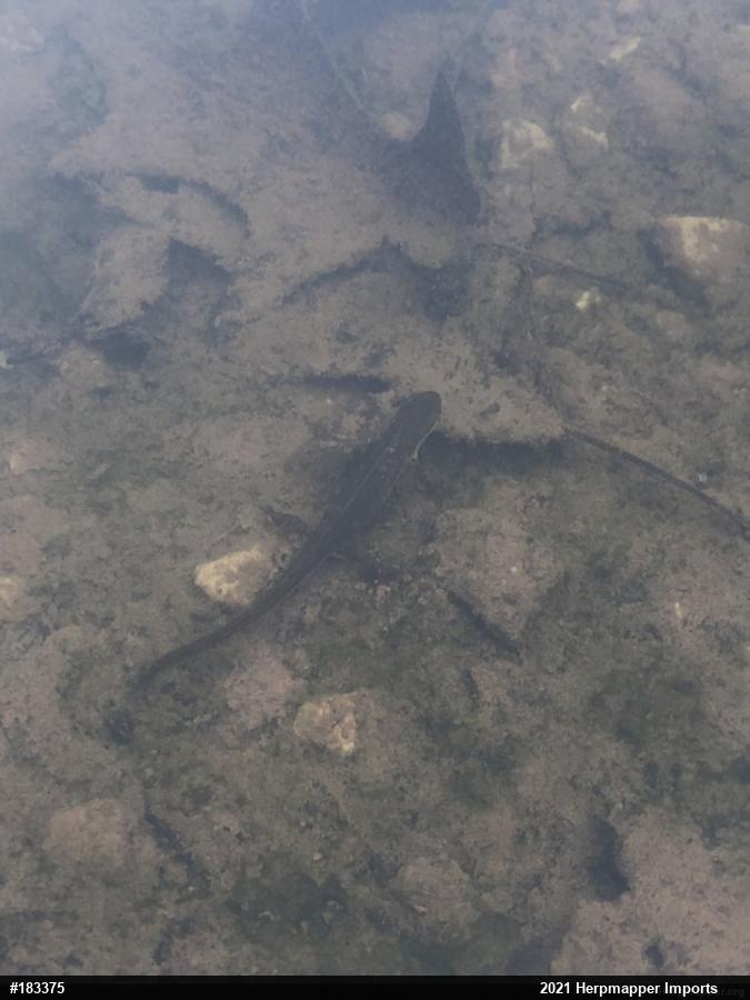 Red-spotted Newt