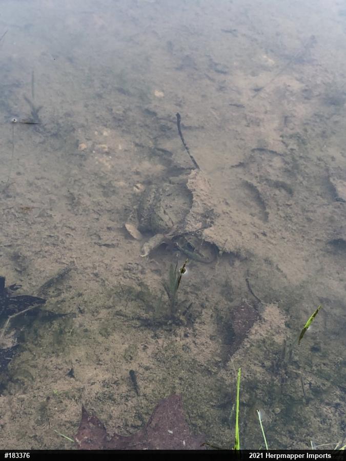 Green Frog