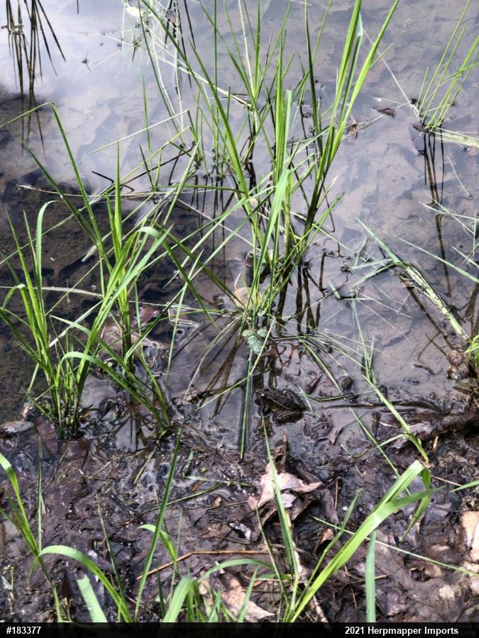 Pickerel Frog