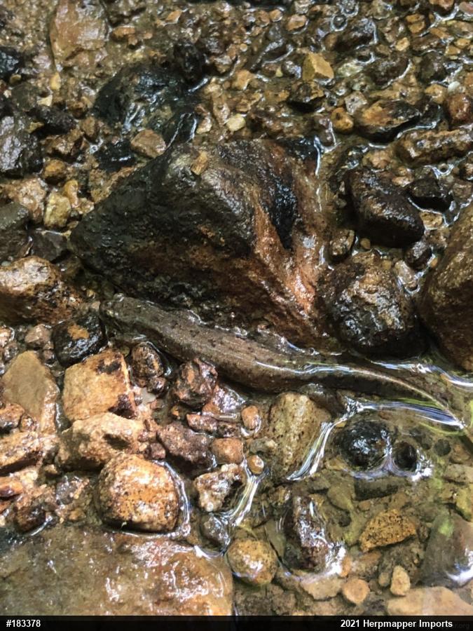 Northern Dusky Salamander