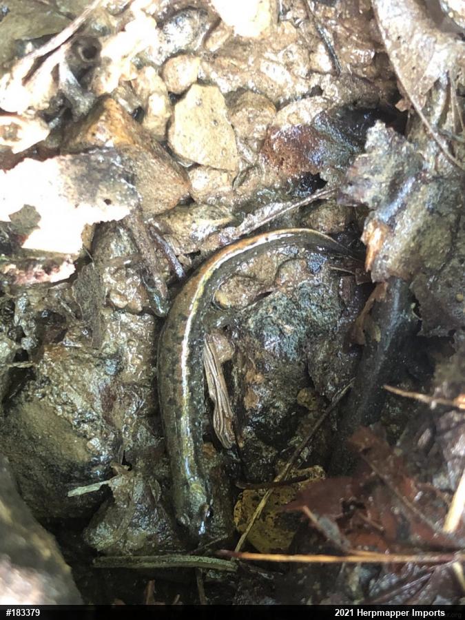 Northern Dusky Salamander