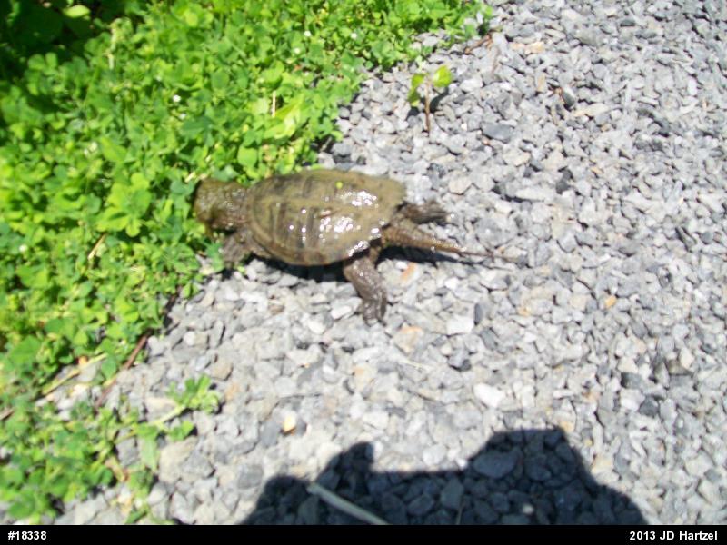 Snapping Turtle