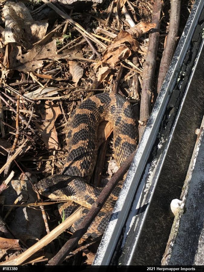 Eastern Hog-nosed Snake