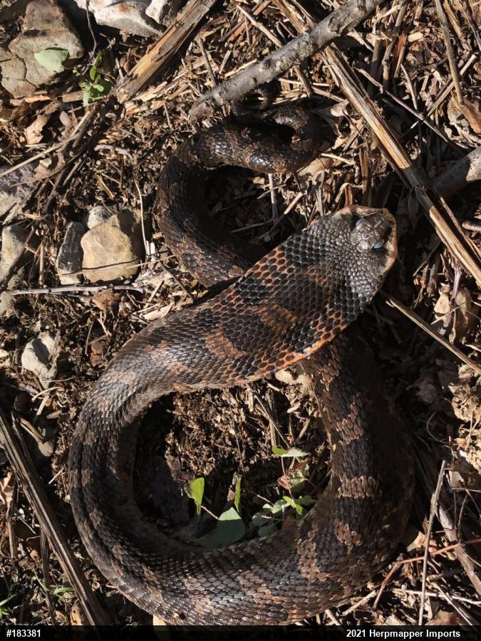 Eastern Hog-nosed Snake