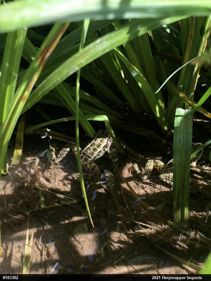 Pickerel Frog