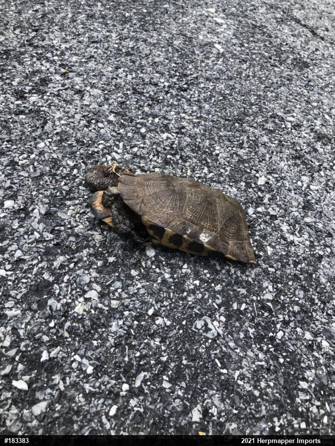 Wood Turtle