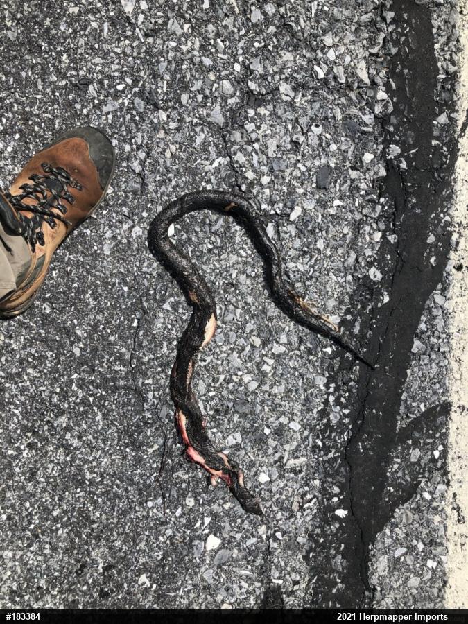 Eastern Ratsnake