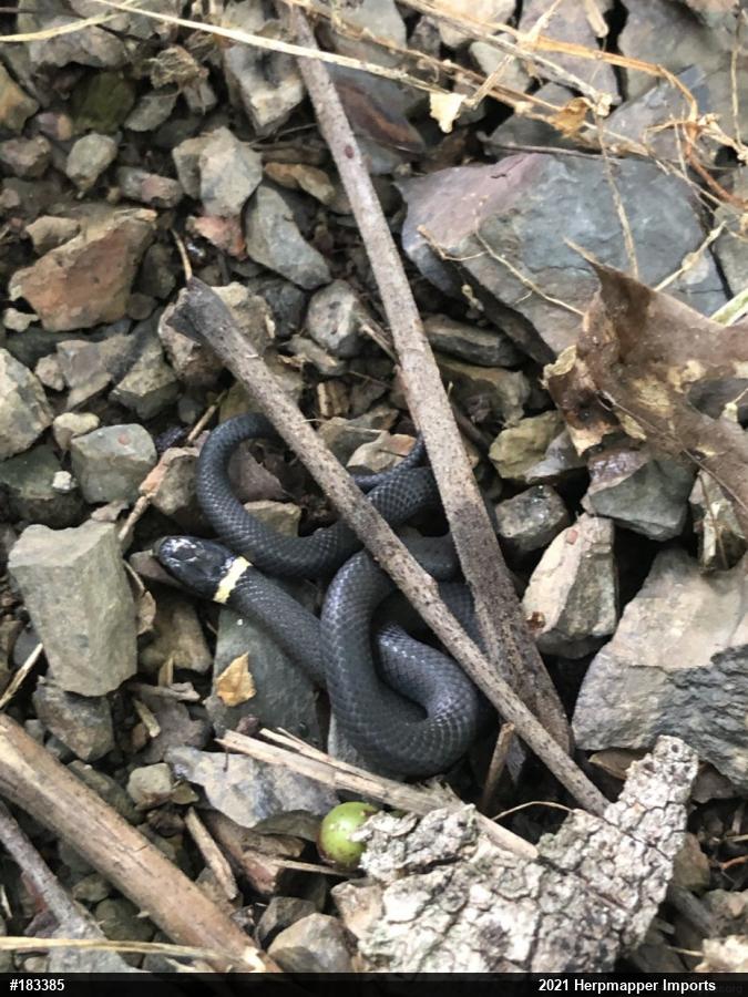 Northern Ring-necked Snake